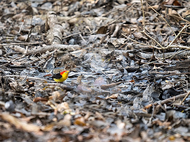 Wire-tailed manakin, Pipra filicauda coloured bird in grey leaves stock-image by Agami/Hans Germeraad,