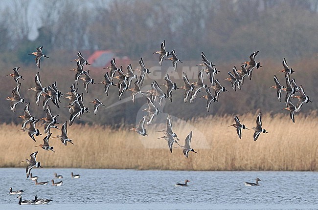 Black-tailed Godwit (Limosa limosa), group flying above the water near a reed field, seen from the side, showing upperwings. stock-image by Agami/Fred Visscher,