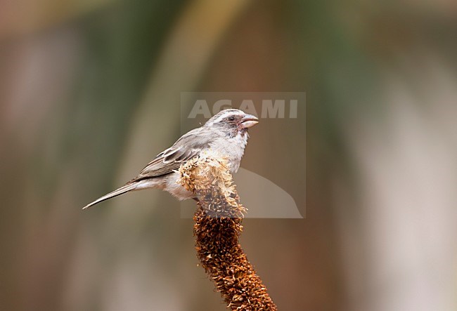 Streepkopkanarie, Streaky-headed Seedeater, Crithagra gularis stock-image by Agami/Marc Guyt,