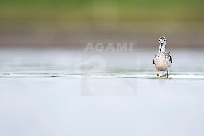 Common Greenshank - Grünschenkel - Tringa nebularia, Germany, adult stock-image by Agami/Ralph Martin,