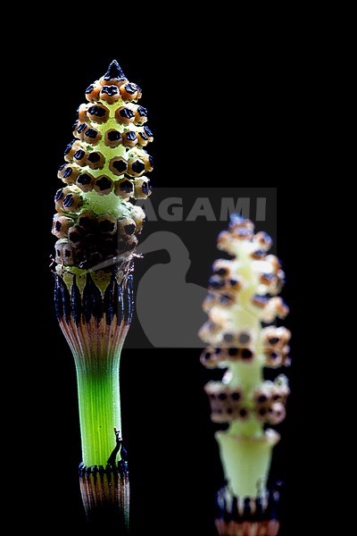Rough Horsetail, Equisetum hyemale stock-image by Agami/Wil Leurs,