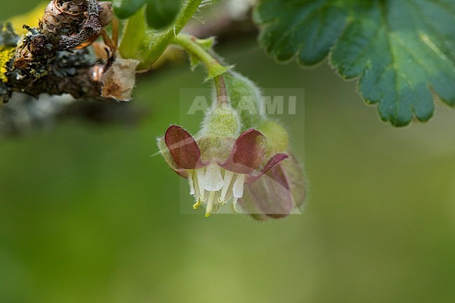 Gooseberry blossom stock-image by Agami/Wil Leurs,