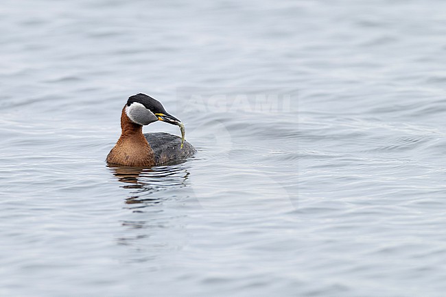 Adult red-necked grebe (Podiceps grisegena) in breeding plumage feeding a three-spined stickleback (Gasterosteus aculeatus) stock-image by Agami/Mathias Putze,