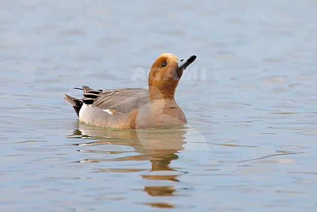 Zwemmende mannetjes Smient; Swimming male Eurasian Wigeon stock-image by Agami/Daniele Occhiato,