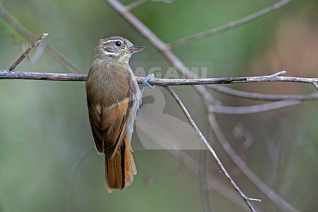 Plain Xenops (Xenops genibarbis) at Minca, Colombia. stock-image by Agami/Tom Friedel,