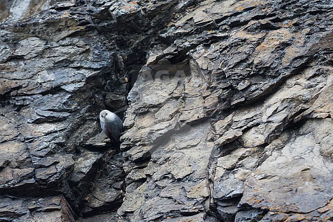 Wallcreeper - Mauerläufer - Tichodroma muraria, Germany, winter plumage stock-image by Agami/Ralph Martin,