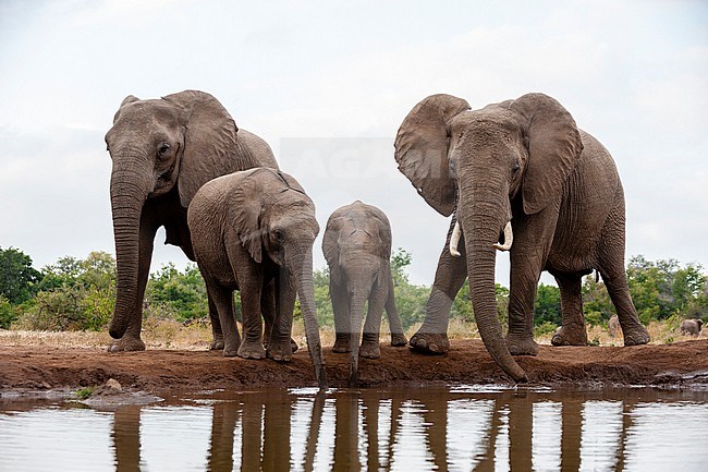 A herd of African elephants, Loxodonta africana, drinking. Mashatu Game Reserve, Botswana. stock-image by Agami/Sergio Pitamitz,