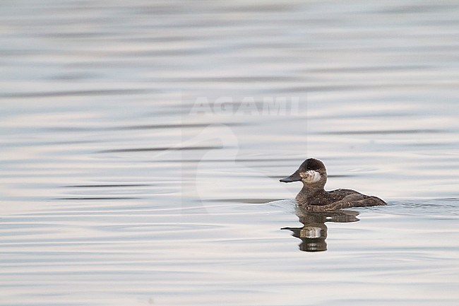 Ruddy Duck - Schwarzkopf-Ruderente - Oxyura jamaicensis, Germany stock-image by Agami/Ralph Martin,