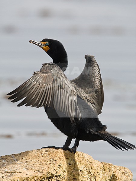 Geoorde Aalscholver zijn vleugels drogend Californie USA, Double-crested Cormorant drying its wings California USA stock-image by Agami/Wil Leurs,