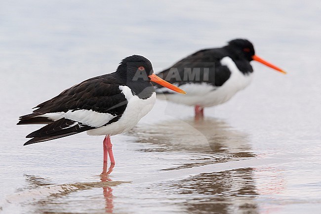 Eurasian Oystercatcher (Haematopus ostralegus), two adults standing on the water, Campania, Italy stock-image by Agami/Saverio Gatto,