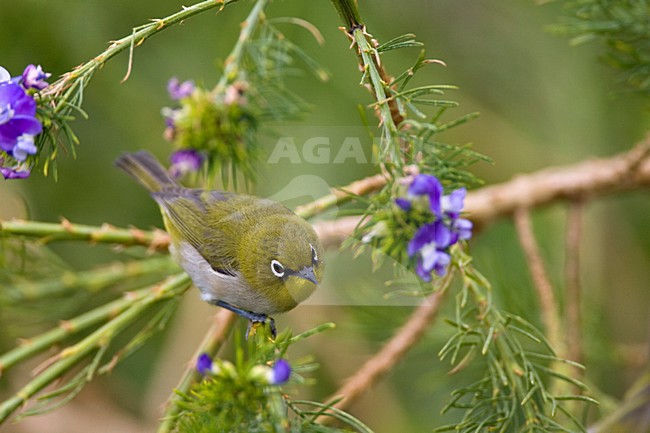 Cape White-eye (Zosterops virens) foraging in scrub along the cape near Cape Town. stock-image by Agami/Marc Guyt,