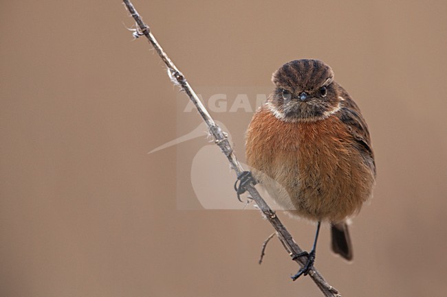 Vrouwtje Roodborsttapuit; Female European Stonechat stock-image by Agami/Rob Olivier,