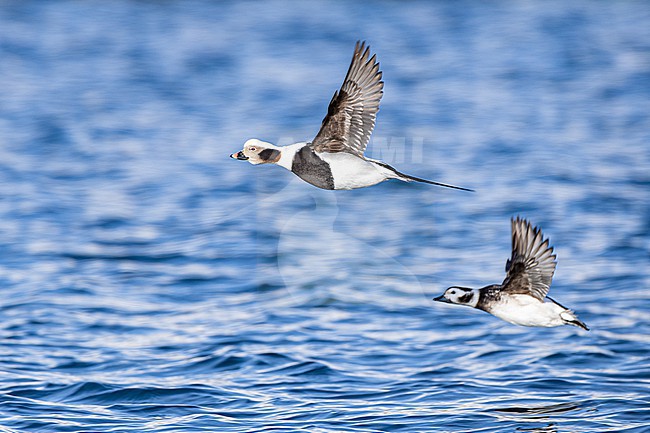 stock-image by Agami/Menno van Duijn,