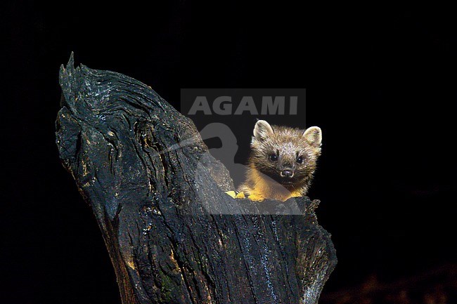 Tree, Marten is looking into the camera from behind a dead tree. The picture is taken at night. Black background. stock-image by Agami/Hans Germeraad,