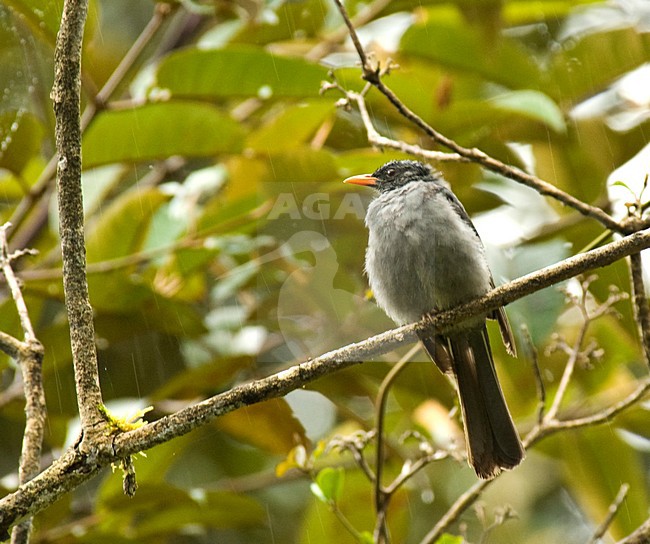 Zwarte Buulbuul, Madagascar Bulbul stock-image by Agami/Roy de Haas,