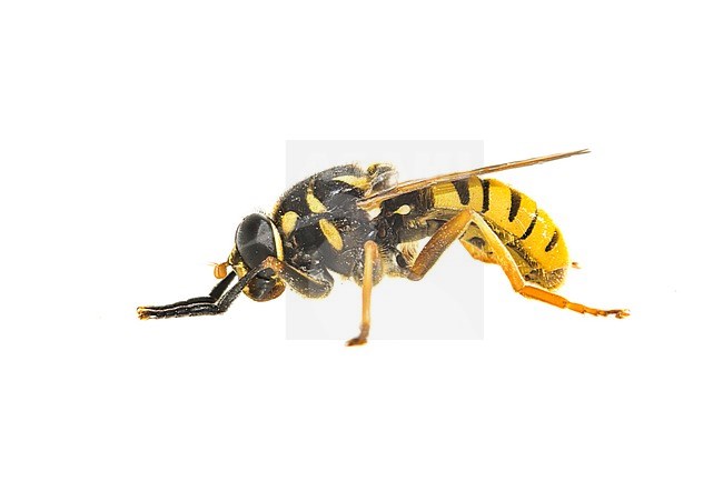 Temnostoma vespiforme stock-image by Agami/Wil Leurs,