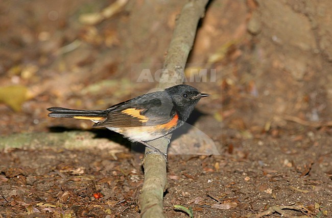 Amerikaanse Roodstaart, American Redstart, Setophaga ruticilla stock-image by Agami/Pete Morris,