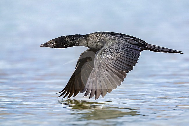 Pygmy Cormorant, Microcarbo pygmeus, in Italy. stock-image by Agami/Daniele Occhiato,