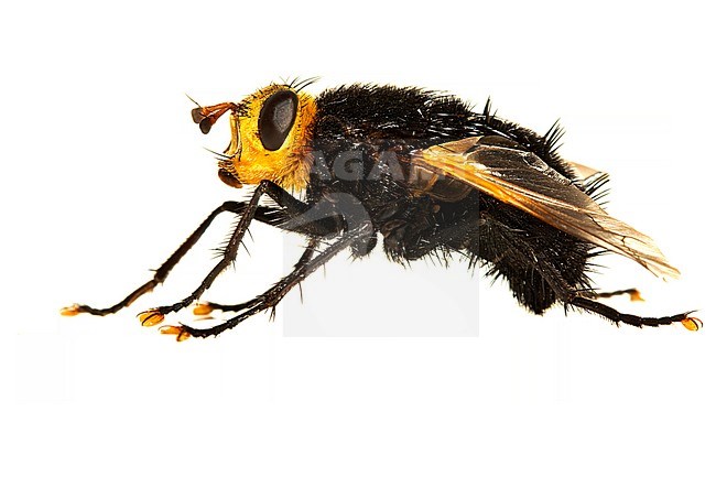 Giant tachinid fly, stekelsluipvlieg, Tachina grossa stock-image by Agami/Wil Leurs,