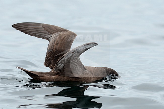  stock-image by Agami/Laurens Steijn,