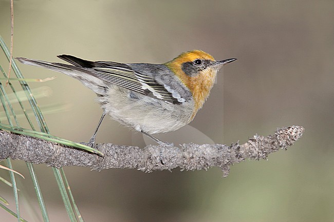 Adult male
Cochise Co., AZ
April 2009 stock-image by Agami/Brian E Small,