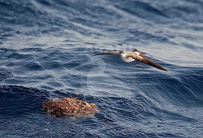 Adult White-faced Storm-Petrel (Pelagodroma marina) during chumming session off Madeira island in the central Atlantic ocean. Hovering individual above the chum. stock-image by Agami/Marc Guyt,