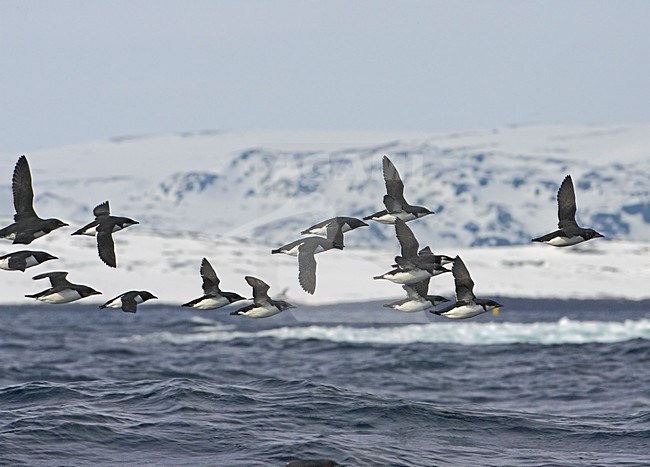 BrÃ¼nnichs Murre adult flying; Kortbekzeekoet volwassen vliegend stock-image by Agami/Markus Varesvuo,