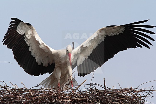 Ooievaar landend op nest Nederland, White Stork landing on nest Netherlands stock-image by Agami/Wil Leurs,