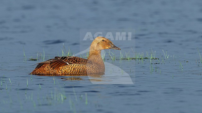 Female King Eider
(Somateria spectabilis) swimming in Longyearbyen, Svalbard, Spitzbergen, Norway. stock-image by Agami/Vincent Legrand,