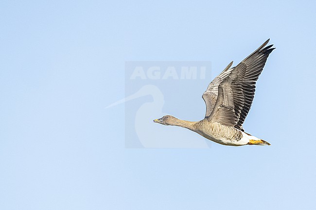  stock-image by Agami/Menno van Duijn,