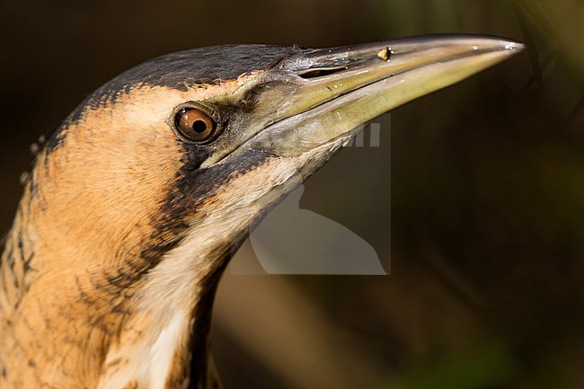 Eurasian Bittern (Botaurus stellaris stellaris) in Switzerland. stock-image by Agami/Ralph Martin,