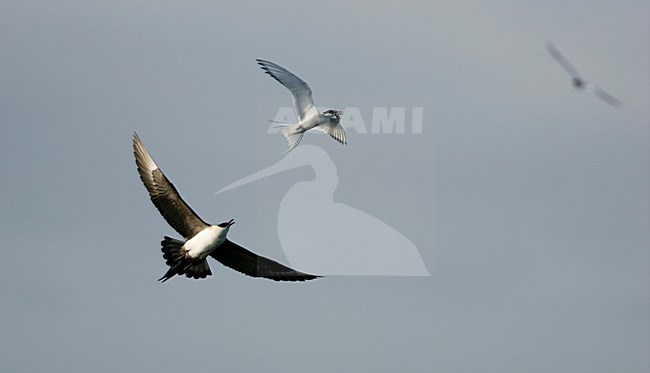 Lichte fase Kleine Jager jagend op Noordse Stern; Light morph Parasitic Jaeger chasing Arctic Tern stock-image by Agami/Menno van Duijn,