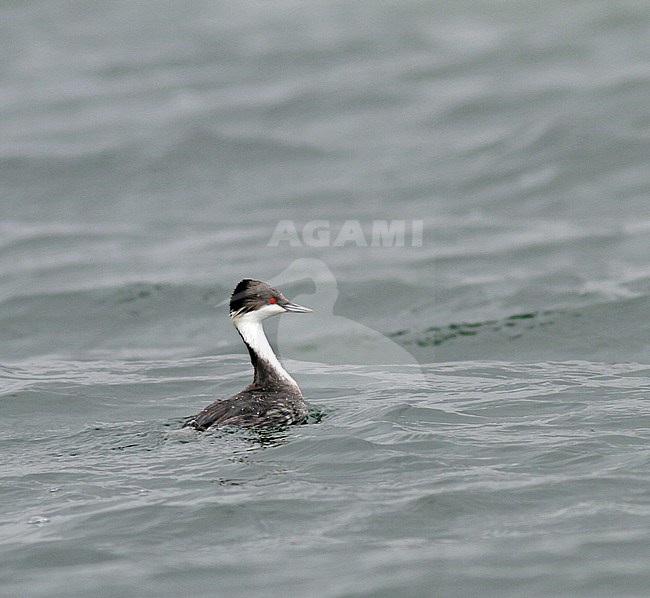 Junin Grebe (Podiceps taczanowskii) is found only on Lake Junin in the highlands of Junin, west-central Peru. The current population is estimated at less than 250. stock-image by Agami/Pete Morris,