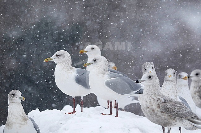 Kumliens Meeuw, Kumlien's Gull, Larus glaucoides kumlieni stock-image by Agami/Chris van Rijswijk,