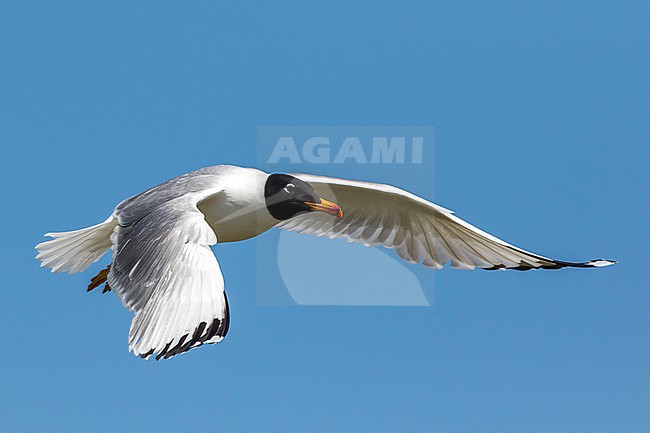  stock-image by Agami/Oscar Díez,