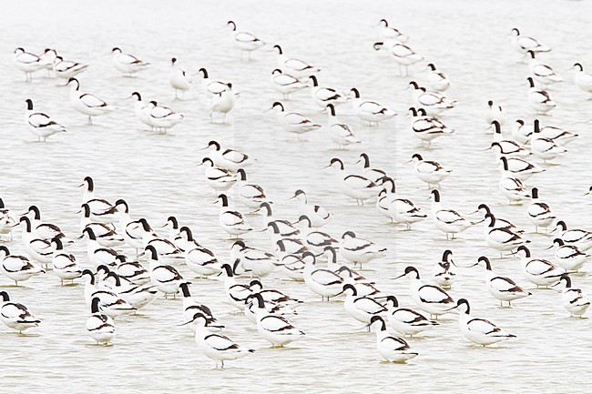 Kluut, Pied Avocet, Recurvirostra avosetta stock-image by Agami/Menno van Duijn,