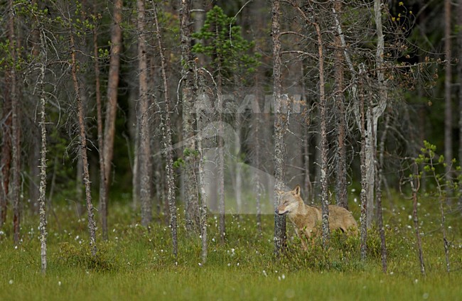 Mannetje Europese Wolf, Male European Wolf stock-image by Agami/Danny Green,