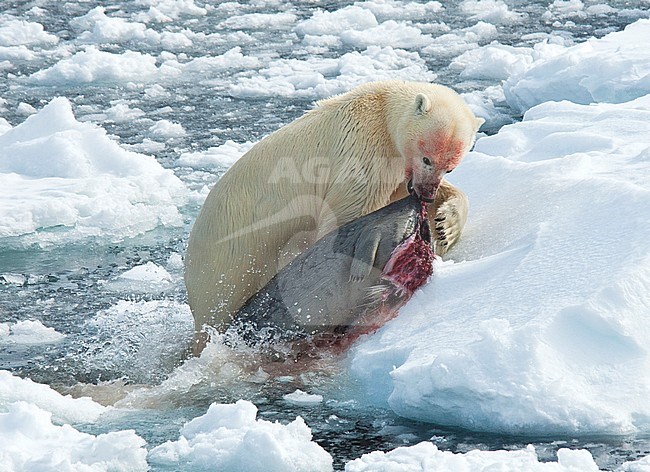 Polar Bear (Ursus maritimus) female with just caught dead seal at Spitsbergen, Norway. stock-image by Agami/Roy de Haas,