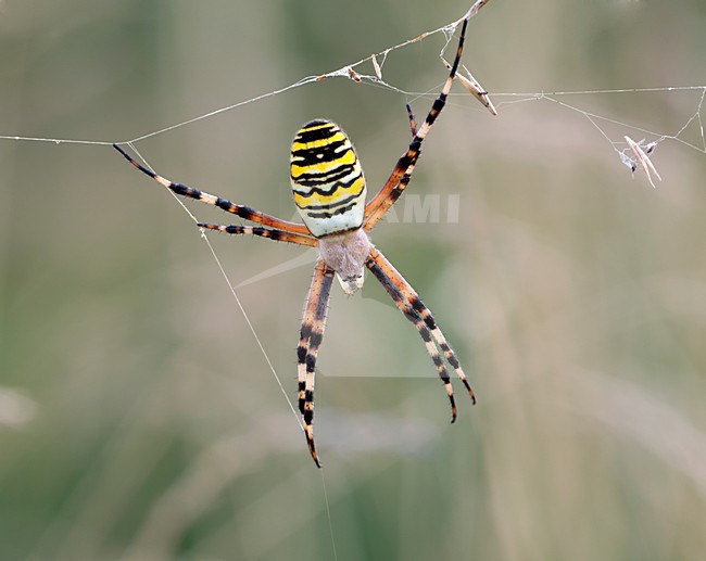 Spin in web, Spider in web stock-image by Agami/Reint Jakob Schut,