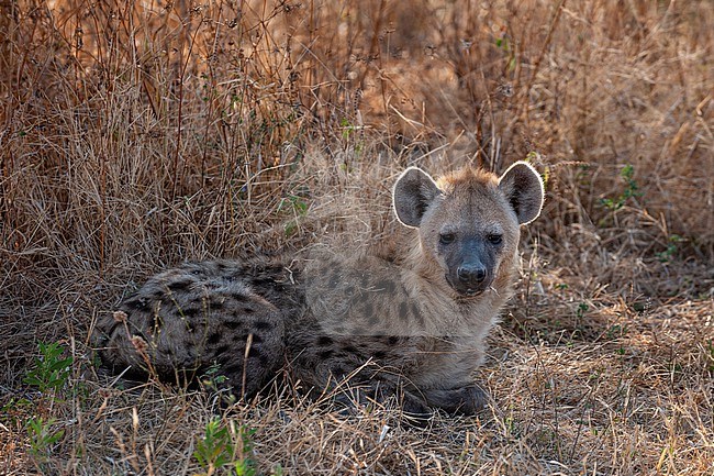 A spotted hyena, Crocuta crocuta, resting in the shade. Chief Island, Moremi Game Reserve, Okavango Delta, Botswana. stock-image by Agami/Sergio Pitamitz,
