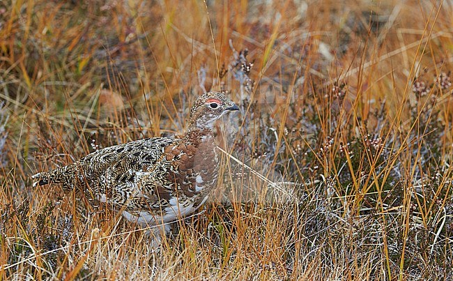 Vrouwtje Moerassneeuwhoen in zomerkleed, Willow Ptarmigan female in summerplumage stock-image by Agami/Markus Varesvuo,