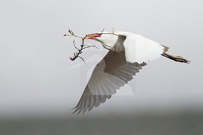 Cattle Egret - Kuhreiher - Bubulcus ibis ssp. ibis, Morocco, adult breeding plumage stock-image by Agami/Ralph Martin,