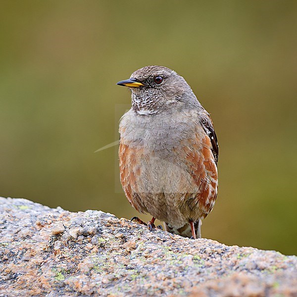 Alpine Accentor (Prunella collaris) sitting on a rock, Corsica, France stock-image by Agami/Tomas Grim,