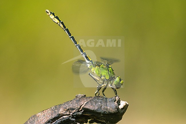 Male Imago Gaffellibel; Adult male Green Snaketail; Adult male Green Clubtail stock-image by Agami/Wil Leurs,