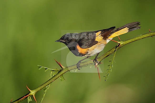 Adult male American Redstart (Setophaga ruticilla)
Galveston Co., Texas, USA in spring. stock-image by Agami/Brian E Small,