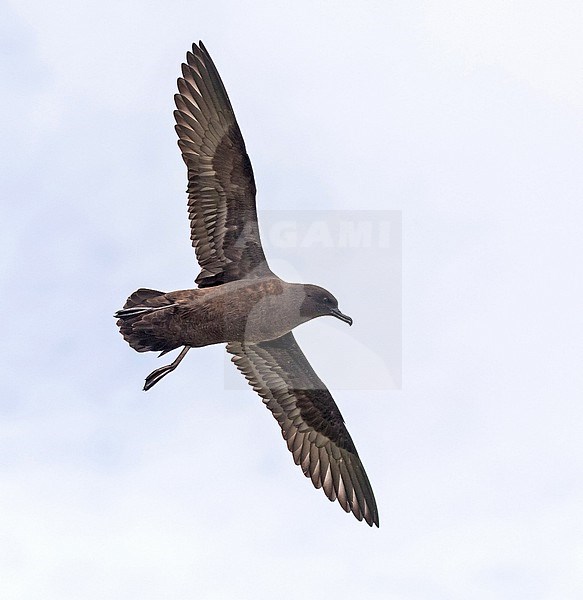 Christmas Shearwater (Puffinus nativitatis). Photographed during a Pitcairn Henderson and The Tuamotus expedition cruise. stock-image by Agami/Pete Morris,