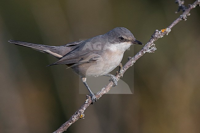 Western Orphean Warbler; Sylvia hortensis stock-image by Agami/Daniele Occhiato,