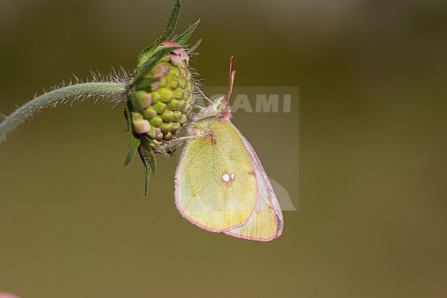 Mountain Clouded Yellow, Colias phicomone stock-image by Agami/Wil Leurs,