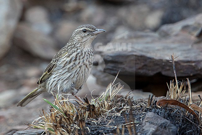 Striped Pipit (Anthus lineiventris) at Johannesburg, South Africa. stock-image by Agami/Tom Friedel,