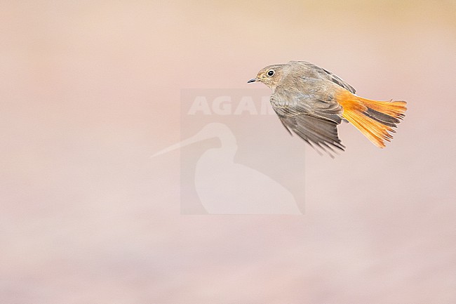  stock-image by Agami/Menno van Duijn,